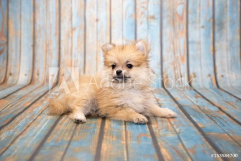 Bild på Pomeranian on blue wooden background